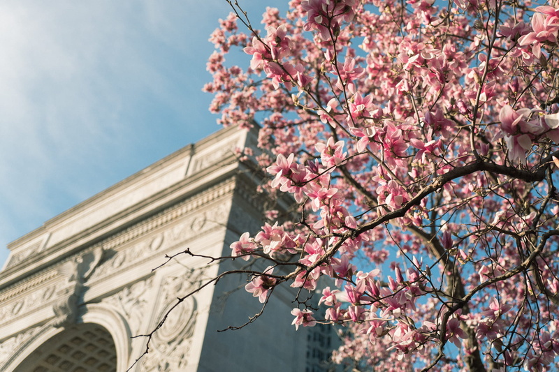 plant, magnolias, park, new york, beauty in nature, built structure, day, fragility, pink color, cherry blossom, growth, flowering plant, washington square park