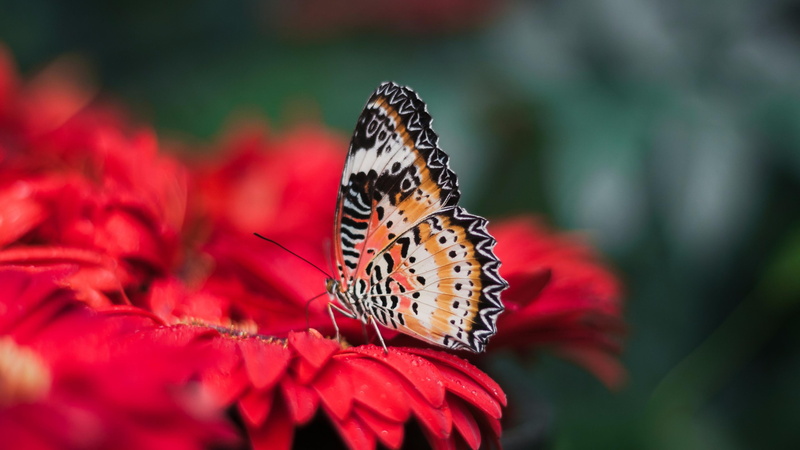 flowering plant, pollen, animal themes, animals in the wild, close-up, butterfly, animal, animal wing, invertebrate, petal, beauty in nature, flower, vulnerability