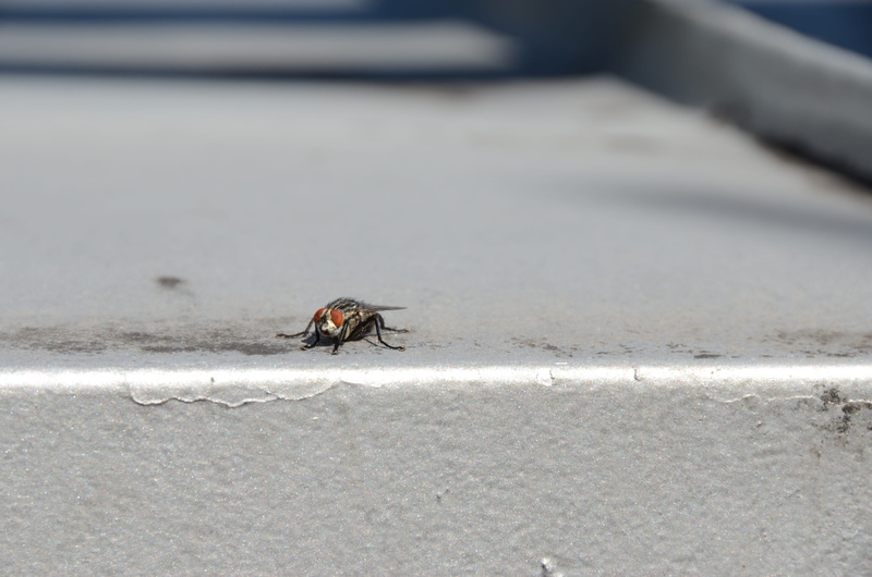 one animal, animals in the wild, selective focus, animal wildlife, fly, concrete, no people, animal wing, invertebrate, crawling, focus on foreground, outdoors