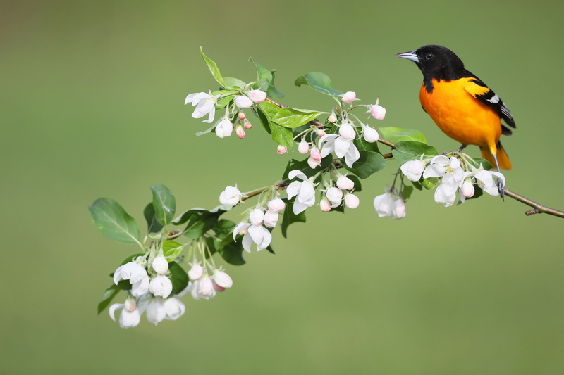 bird, Baltimore colored troupial, Baltimore Oriole, spring, flowers, 1080P