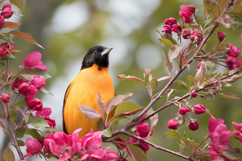 Baltimore Oriole, Baltimore colored troupial, 1080P, bird, flowers, Apple, branches, flowering