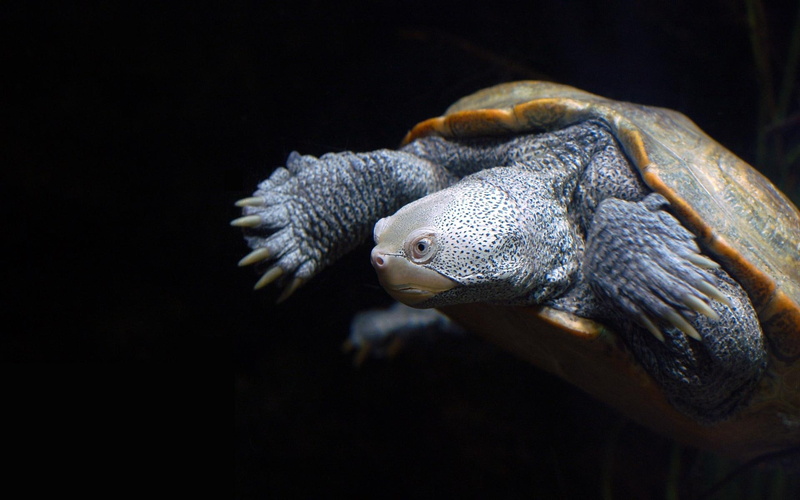 swimming, 1080P, shell, baltimore, turtle, animals
