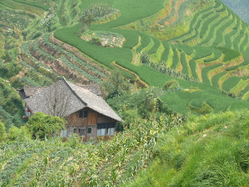 asia, rural Scene, rice Paddy, Wall Bars, land, longji, village, non-Urban Scene, China, growth, terraced Field, agriculture, plant, crop, tree, Tea, mountain