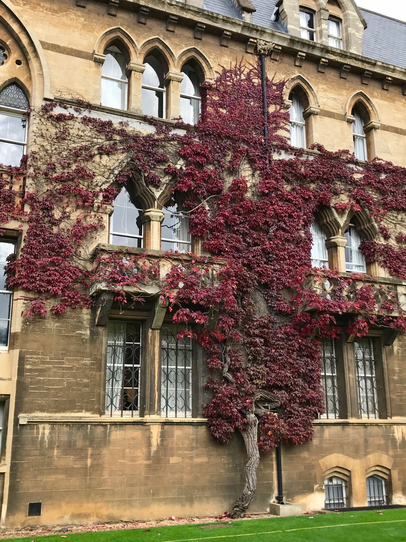 low angle view, flower, red, day, oxford, residential district, oxford university, nature, architecture, 4K, building exterior, outdoors, house, change