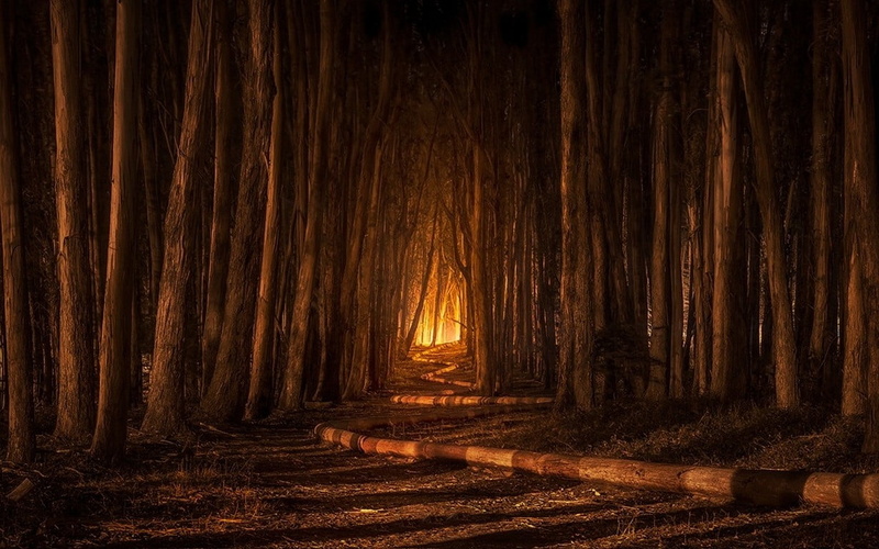 remote, landscape, wood - material, forest, beauty in nature, direction, trunk, trees, the way forward, outdoors, day, path, pathway, tree, painting, California