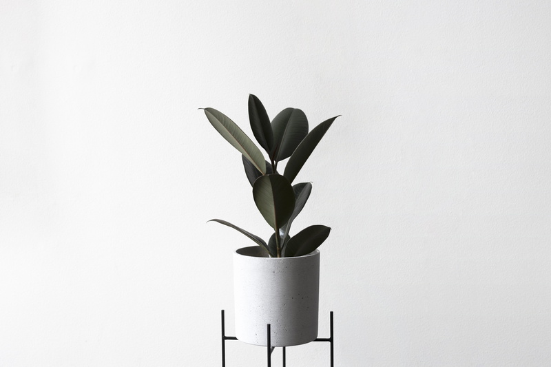 plant, cylinder, texture, freshness, aloe, wall, pottery, studio shot, towel, plant stem, potted plant, white background, vase, indoors, close-up, houseplant