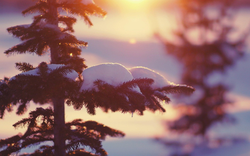 ice, tree, pin, covered, winter, 2K, 2560x1600, nature, snow, fir tree, particle, fir