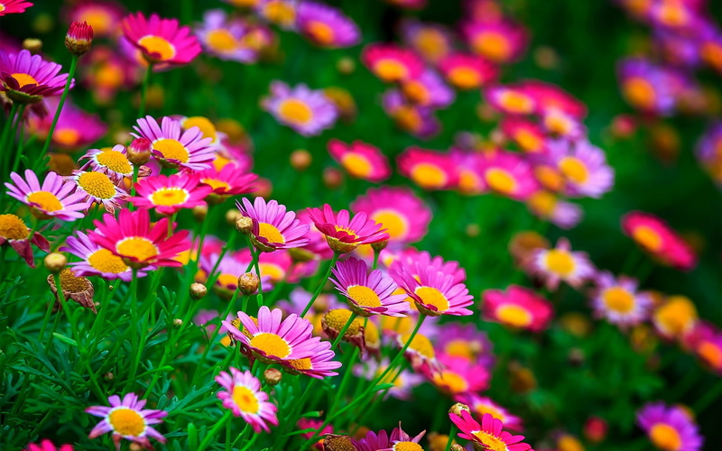 Flowers, flower, Pink, Summer, 1080P, petal, Daisies, orange