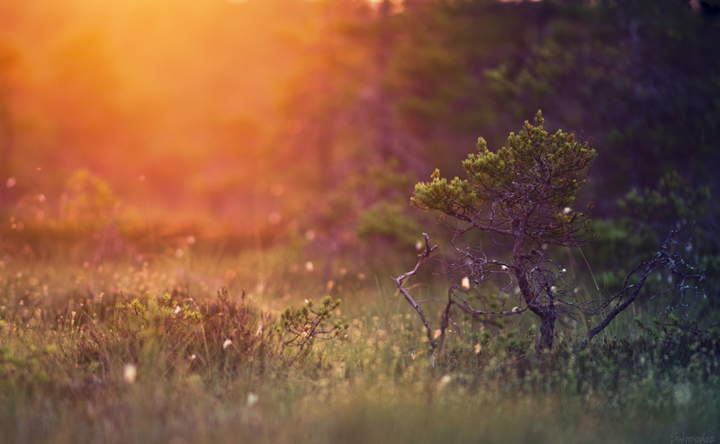 stunted, 4K, beauty in nature, purple, Finland, plants, freshness, sunlight, outdoors, Pine, sunset, selective focus, tranquility, hirvijarvi, Landscape