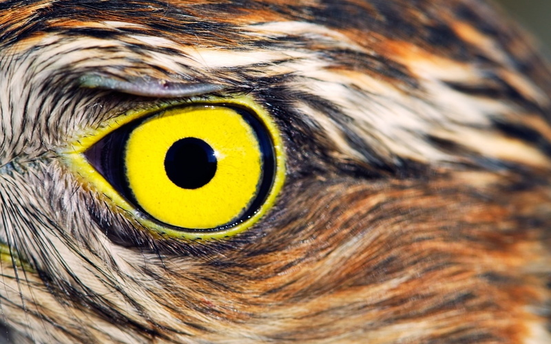 yellow eyes, closeup, birds, 1080P, eyes, animals, owl