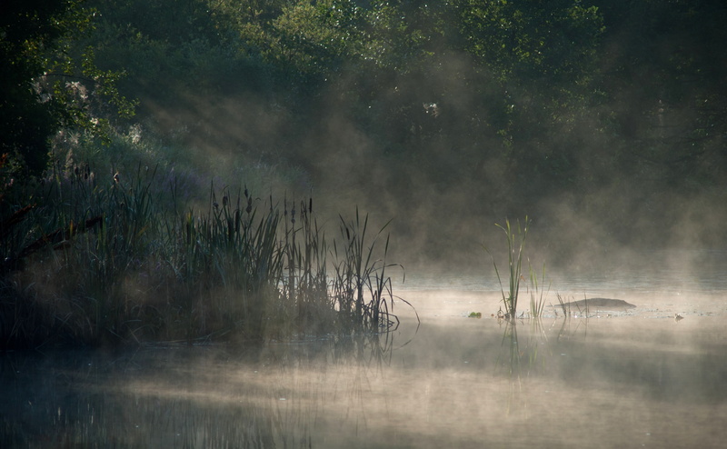 forest, land, fog, no people, outdoors, Finland, Southern, scenics - nature, tranquil scene, smog, lake, Lakes, kymi, kotka, non-urban scene, tranquility
