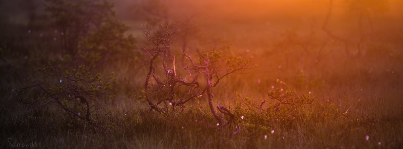 hirvijarvi, springtime, sunset, Morning, plant, forest, environment, green, Southern, field, landscape, growth, grass, Swamp, no people, valkmusa, outdoors