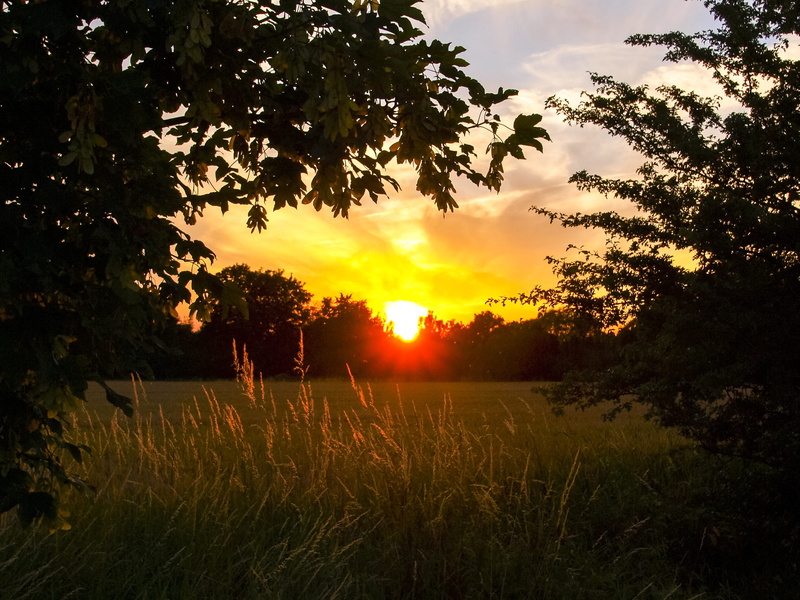 nature, non-Urban Scene, sun, sunrise - Dawn, Field, lens flare, land, no People, beauty In Nature, sunlight, scenics - nature, yellow, cloud - Sky, tranquil Scene