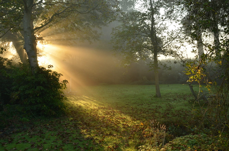 tranquility, tranquil Scene, green Color, footpath, landscape, golden, dark, sun, grass, mist, scenics, sunlight, light - Natural Phenomenon, green forest