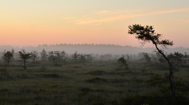 no people, national, tranquil scene, hazy, tree, environment, scenics - nature, idyllic, 2K, hirvijarvi, Swamp, non-urban scene, Morning, beauty in nature