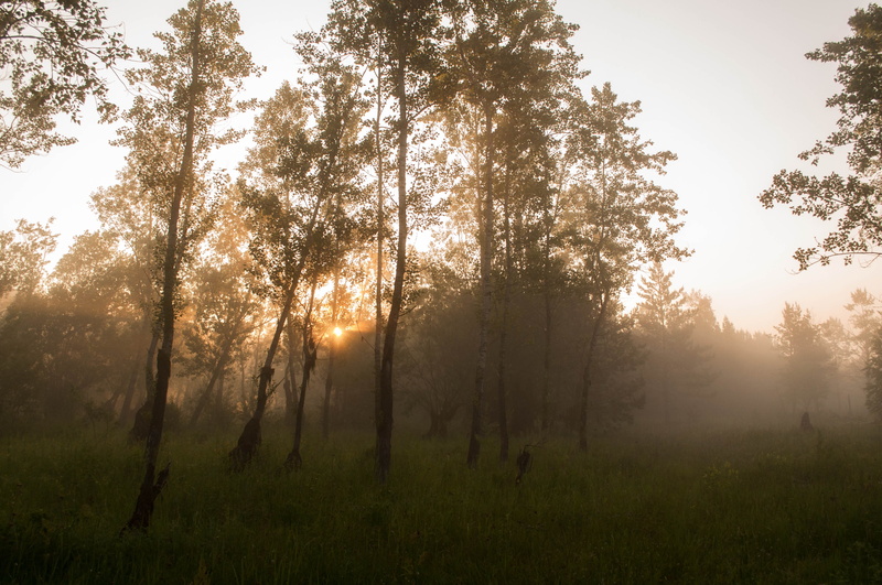 Dawn, non-Urban Scene, Forest, scenics - nature, streaming, Humidity, rural Scene, tranquility, mist, plant, landscape, growth, environment, tranquil Scene