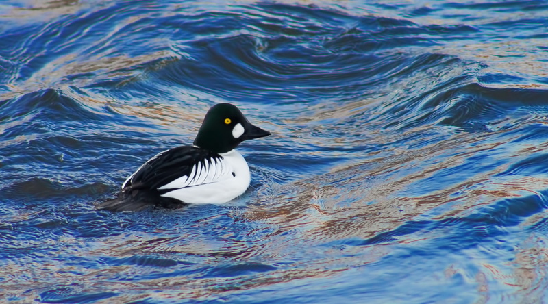 bird, telkka, Animals, 2K, Birds, poultry, nature, freshwater bird, high angle view, animal themes, waterfront, animal wildlife, duck, Common Goldeneye