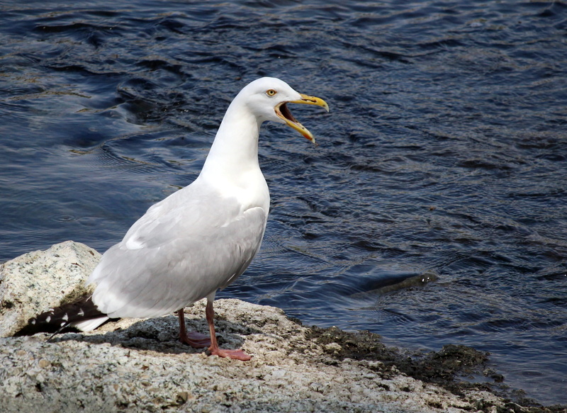 Herring, herring, solid, bird, animal, seagull, animals in the wild, Nature, beak, animals And Pets, white color, 2K, no People, animal wildlife, Wildlife