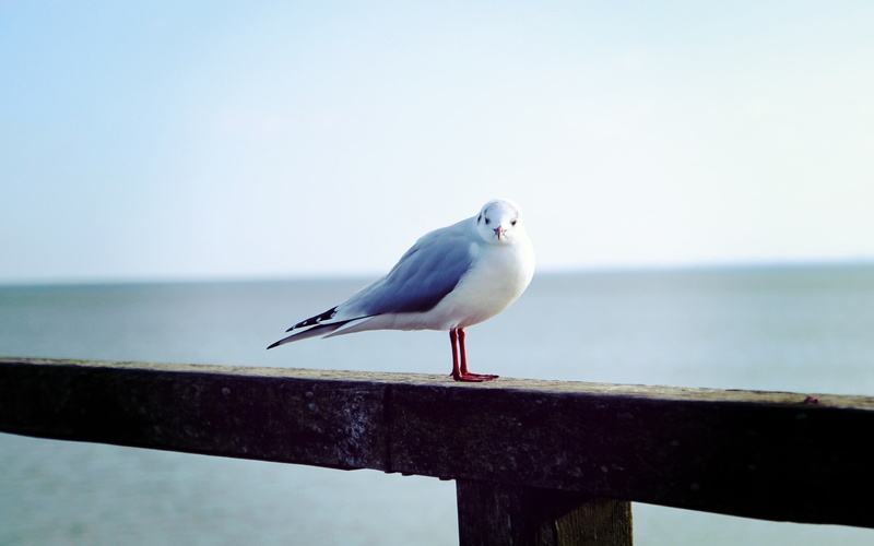 seagull, bird, 2K, animal