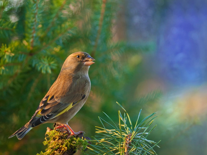 day, beauty In Nature, animals In The Wild, blur, feather, outdoors, robin, cute, forest, small, perching, bird Watching, yellow, side view, plant, beak