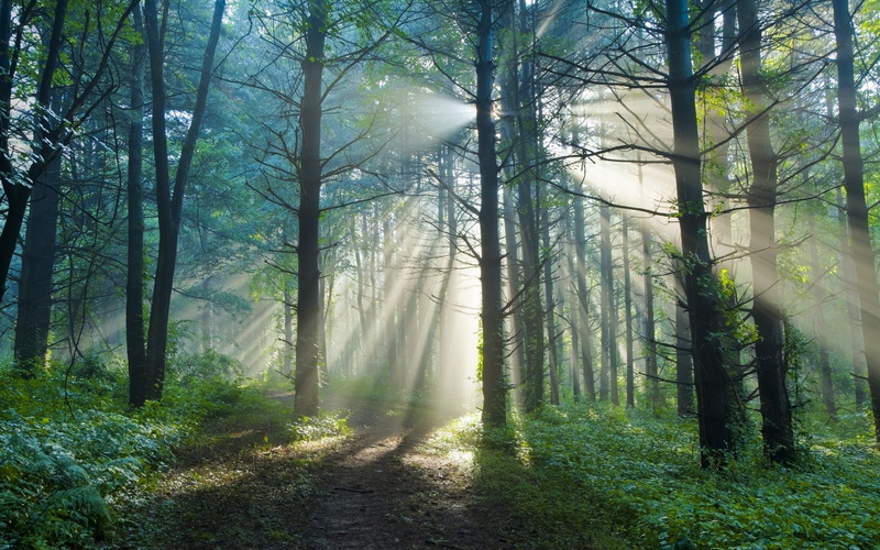 Light, Trail, Sun, Summer, Nature, Morning, 2K, Forest, Rays