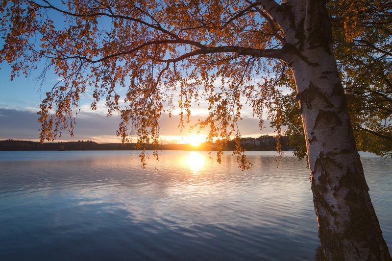 tranquil scene, tree, 4K, South Savo, birch, branches, sunset, no people, water, sky, plant, lake, branch, nature, beauty in nature, Finland, trunk, Southern Savonia
