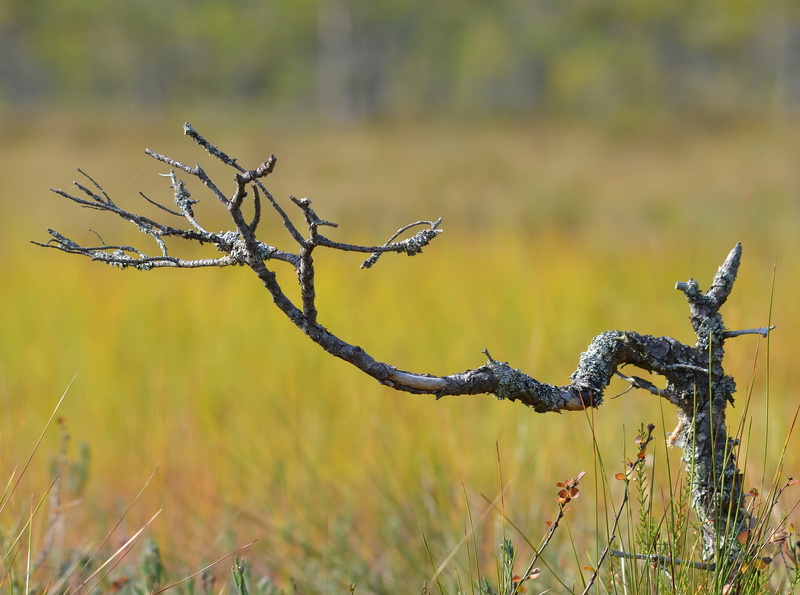 stick - plant part, Nature, grass, 4K, Landscape, close-up, tree, kotka, field, bokeh, beauty in nature, dead plant, tranquil scene, focus on foreground