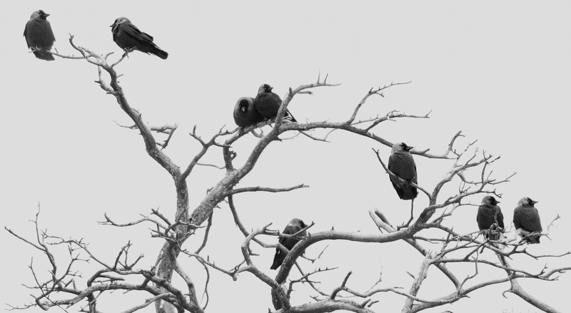 animal wildlife, Black, animals in the wild, no people, naakka, low angle view, perching, Finland, Southern, bird, Black and White, group of animals, clear sky