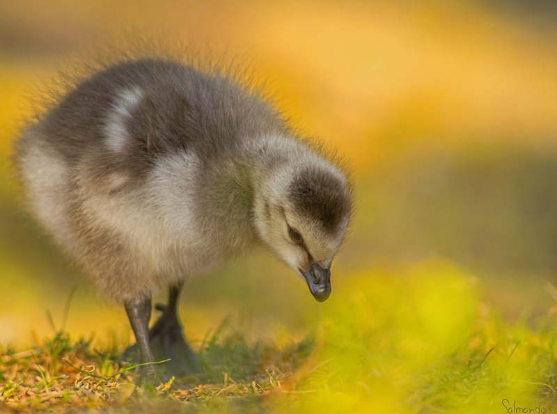 gosling, yellow, nature, animal wildlife, animals in the wild, vertebrate, one animal, Finland, day, Birds, poikanen, kotka, grass, 4K, close-up, duckling