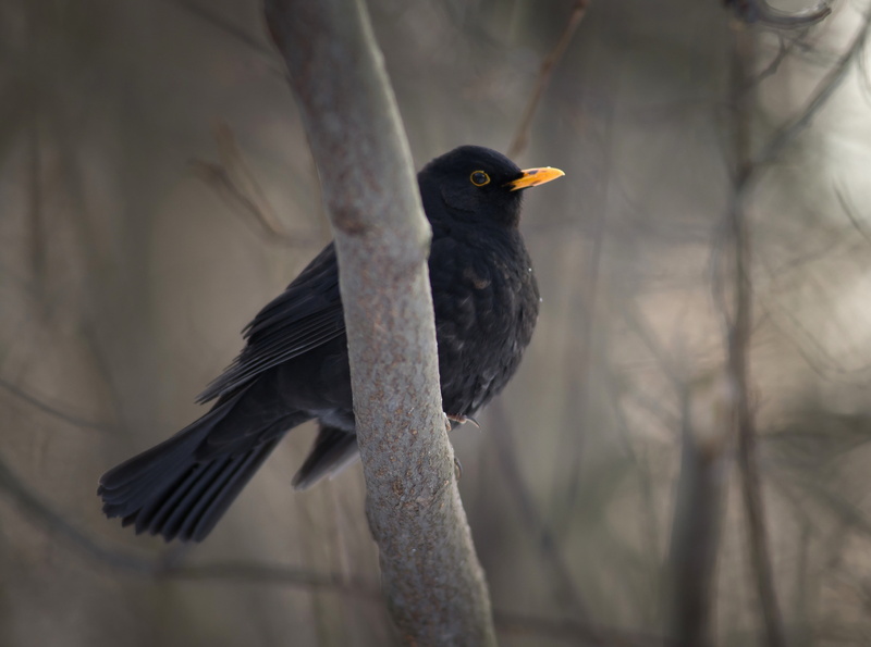 Animals, branch, tree, no people, animal themes, vertebrate, focus on foreground, Southern, day, eagle, Bird, Finland, blackbird, black color, close-up