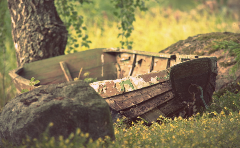 grass, forest, field, selective focus, tree, outdoors, Finland, wood - material, Yellow, old, Retro, Boat, nature, kotka, Rocks, rusty, plant, day, land