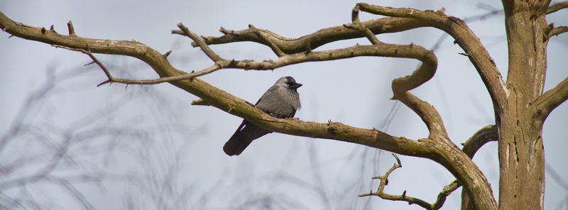 one animal, Birds, perching, Winter, sitting, no people, trunk, plant, naakka, animal themes, full length, Tree, mammal, animals in the wild, tree trunk