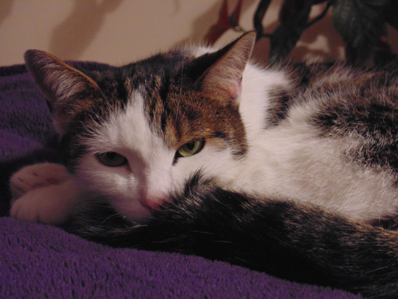 domestic, whisker, indoors, animal head, looking at camera, animal eye, cat, portrait, kotka leya, domestic animals, close-up, relaxation, mammal, one animal