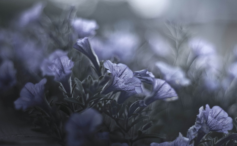 4K, day, selective focus, soft focus, nights, plant, close-up, inflorescence, midsummer, no people, Nature, vulnerability, growth, Flowers, flower head