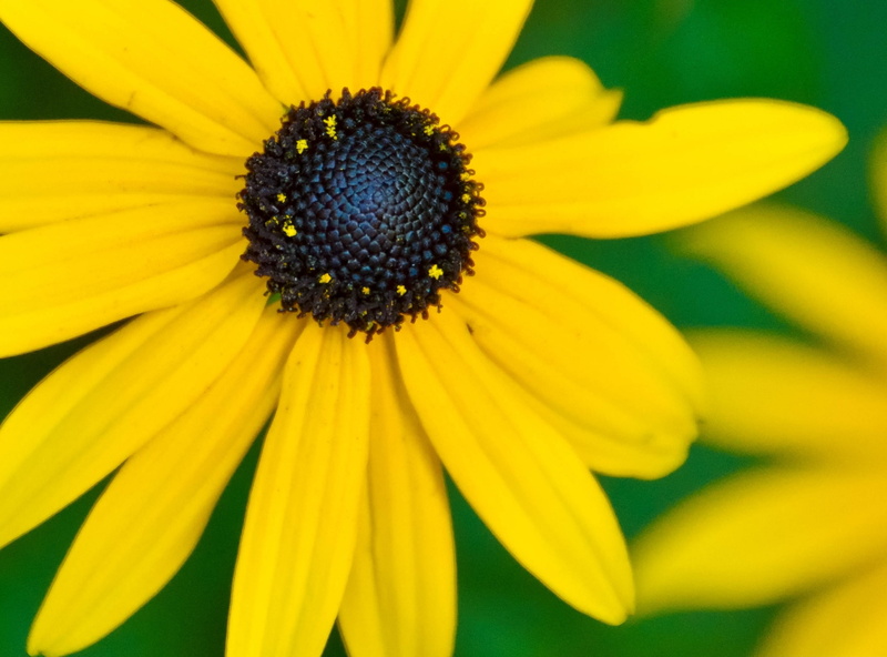 animal themes, susan, black-eyed susan, coneflower, plant, Nature, black, growth, Green, no people, inflorescence, pollen, Flowers, close-up, beauty in nature
