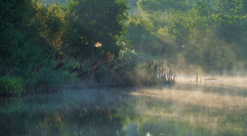forest, tranquil scene, landscape, reflection lake, plant, fog, Mist, kotka, joki, 2K, woodland, water, Haze, non-urban scene, tranquility, Rivers, environment