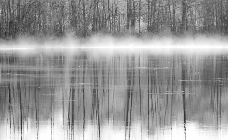 4K, Reflections, plant, non-urban scene, Black and White, Black, reflection, tree, scenics - nature, tranquility, woodland, land, fog, Water, hazy, tranquil scene