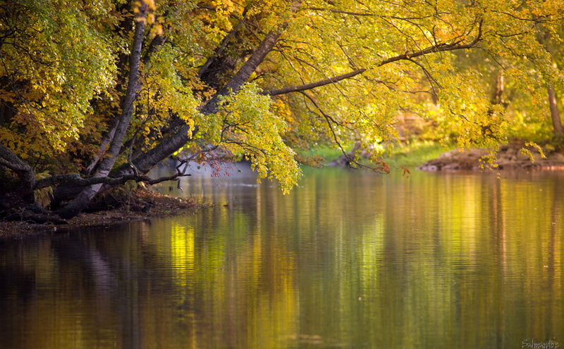River, Yellow, kymi, Seasons, Southern, Golden, 5K, Reflections, Finland, Colours, water, kotka, colourful, Langinkoski, Autumn