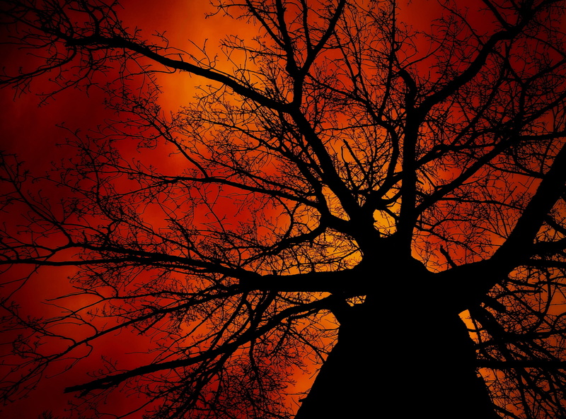 sigma, 2K, Tree, branch, Finland, Nature, greaterphotographers, scenics - nature, tree trunk, orange color, plant, night, sunset, silhouette, Southern