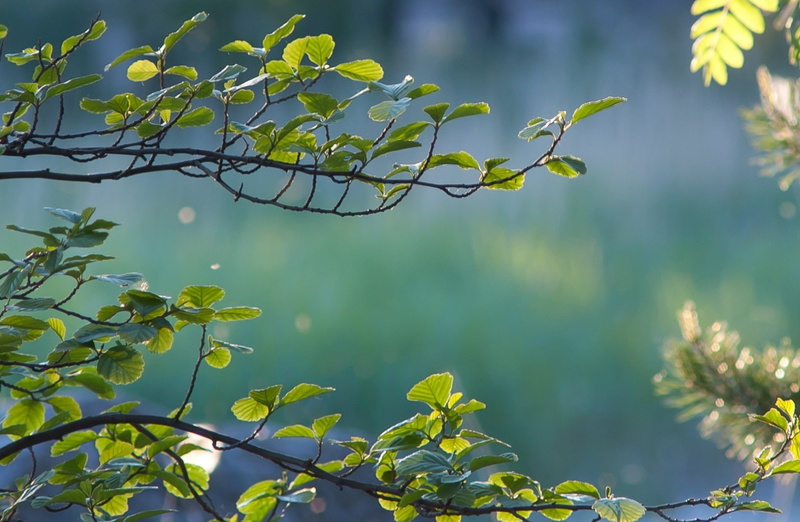 branch, Leaves, green color, freshness, Branches, day, vulnerability, fragility, kotka, beauty in nature, leafed, focus on foreground, plant part, plant