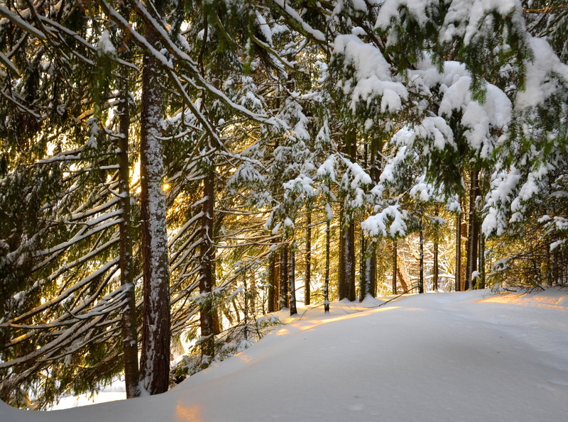 snowing, nature, Winter, tranquility, no people, tranquil scene, kotka, covering, Snow, growth, coniferous tree, beauty in nature, yellowlight, Spruces