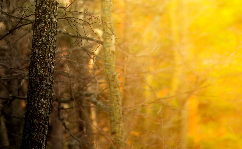 Southern, day, non-urban scene, contrast, Tree, Finland, Nature, growth, tree trunk, Orange, selective focus, pine woodland, coniferous tree, autumn, no people