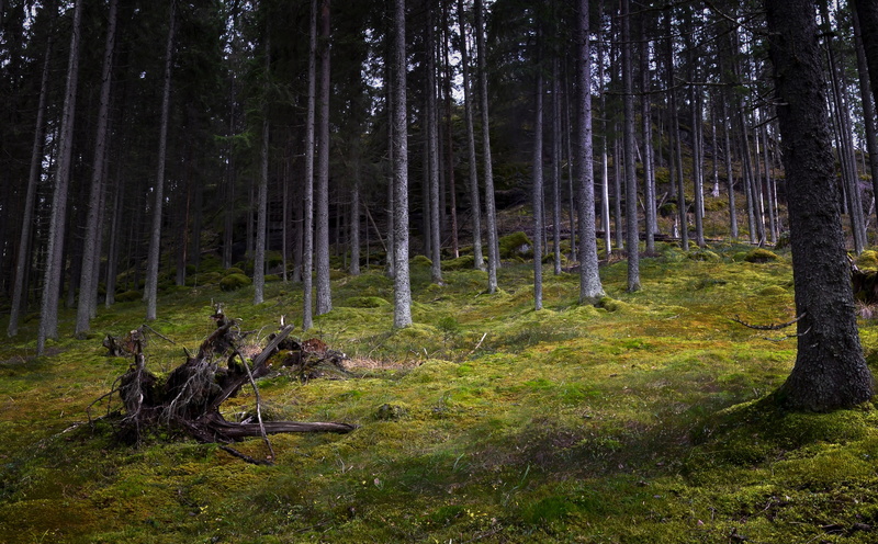 bark, outdoors, day, kotka, tree, beauty in nature, Moss, Forest, grass, coniferous tree, non-urban scene, green color, 5K, tranquility, field, tranquil scene