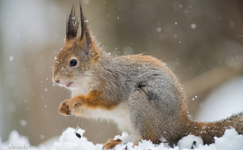 side view, Southern, Finland, kotka, close-up, cold temperature, mammal, nature, snowing, Snow, Wild, Winter, one animal, profile view, focus on foreground