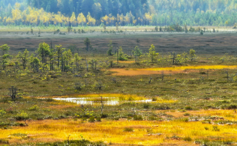 forest, no people, plant, kotka, Europe, day, water, environment, Finland, valkmusa, scenics - nature, growth, beauty in nature, tranquility, tranquil scene