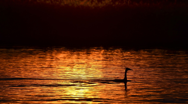 2K, crested, tranquil scene, vertebrate, beauty in nature, Bird, one animal, Nature, Orange, rippled, grebe, Golden, Evening, water, Sunset, Silkkiuikku