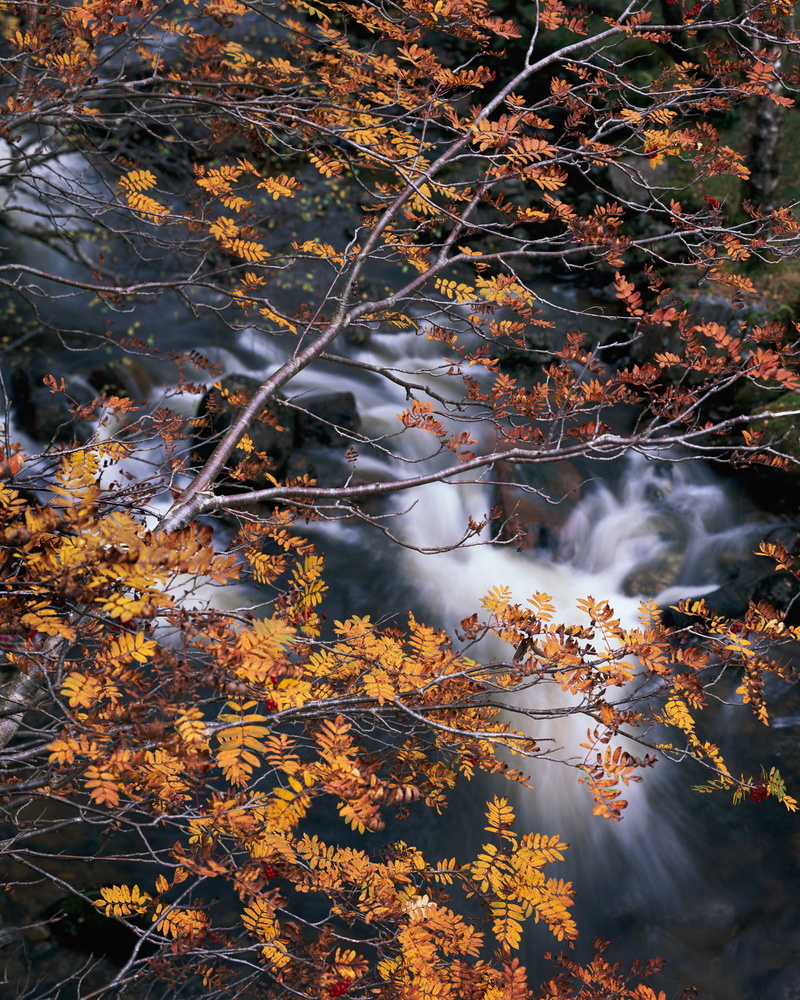 tree, Nikkor, Flow, autumn, nature, Ebony, leaf, forest, 2K, yellow, season, daytime, outdoors, Velvia, brown, Leaves