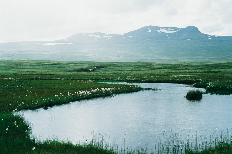 1080P, green, green grass, no people, landscape, nature, hill, ponds, green Color, tranquil scene, non-urban scene, cloudy, rural Scene, field, flowers