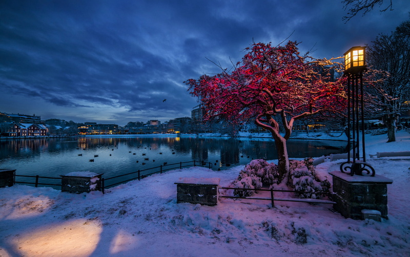 beauty in nature, illuminated, trees, 1080P, lights, Norway, cold temperature, water, lantern, Rogaland, street, lighting equipment, outdoors, no people
