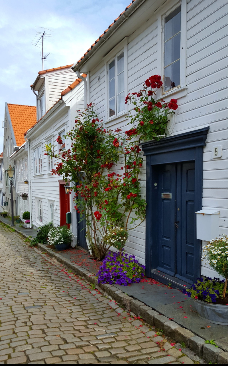 nature, flower, day, city, house, sky, window, stavanger, row house, built structure, residential district, building, street, entrance, weis, flowering plant